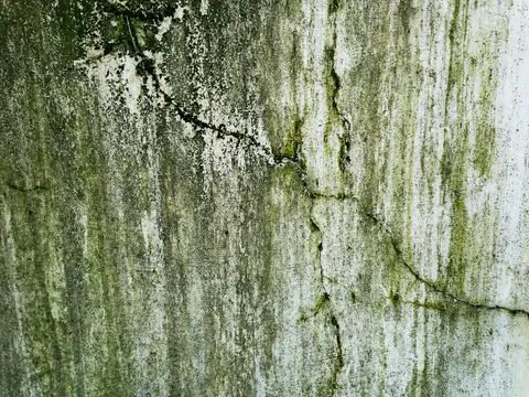 Mold and mildew streaking a damp, cracked wall