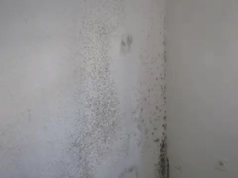 Gray mold spotting a white wall from floor to ceiling in a damp room