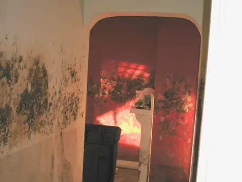 Black mold climbing a hallway wall toward a doorway after a flood