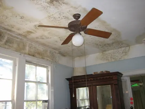 Mold spreading across the ceiling of a room with a ceiling fan and tall windows