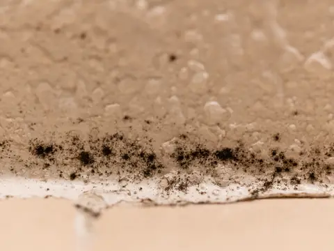 Black mold growing along the bottom edge of a damp wall