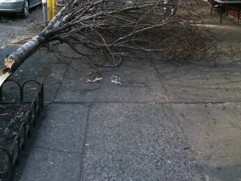 A fallen tree branch lying along a city sidewalk