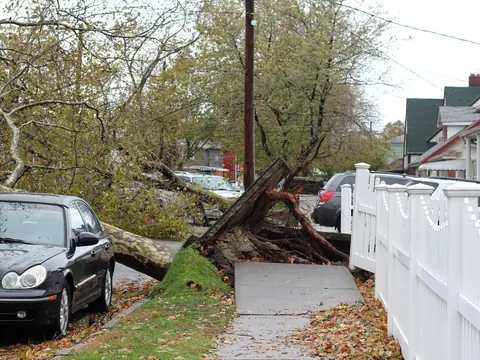 A large tree fallen across a sidewalk beside a white fence in Howard Beach, Queens, after Hurricane Sandy